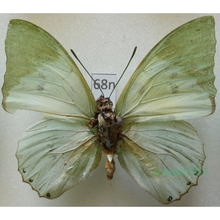 Charaxes eupale (Drury, 1782) Sierra Leone 49mm68n